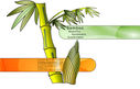 bamboo-beautiful-renewable-sustainable.jpg