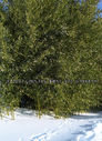 bamboo-in-snow-2-14-2007.jpg