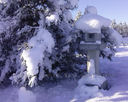 lantern-with-snow-and-black-pine.jpg